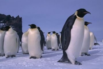 Pingvinek királysága