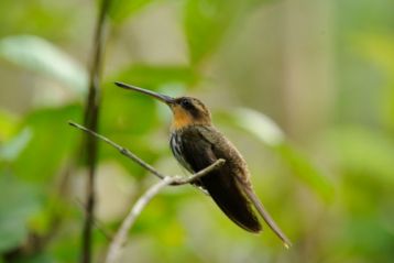 Kolibrik világa