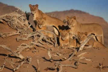 A Namib-sivatag oroszlánjai