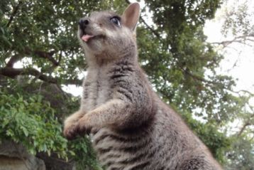 Vad Ausztrália - kenguruk királysága