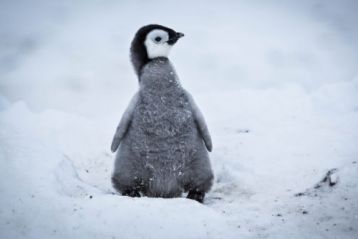 Egy pingvinfióka élete